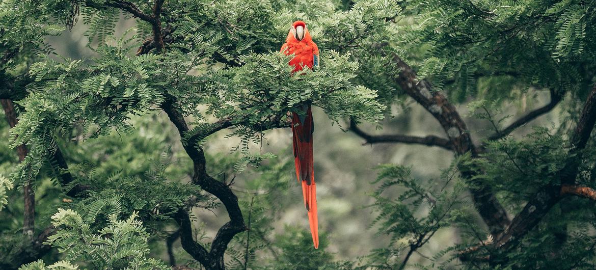 La COP15 se termine par un accord « historique » visant à protéger un tiers de la biodiversité mondiale